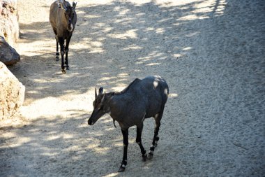 nilgai antilop, hayvanat bahçesinde boselaphus tragocamelus