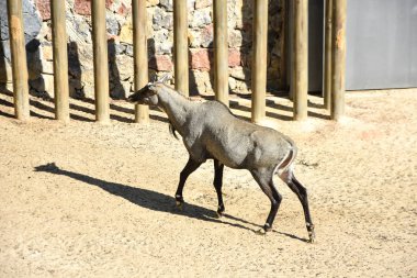 nilgai antilop, hayvanat bahçesinde boselaphus tragocamelus