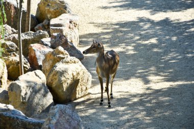 nilgai antilop, hayvanat bahçesinde boselaphus tragocamelus