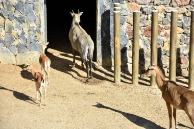 nilgai antilop, hayvanat bahçesinde boselaphus tragocamelus