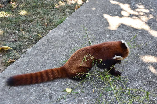 Panda Rouge Dans Zoo — Photo