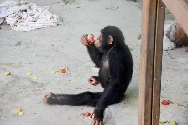 Chimpancé Zoológico Jugar Comer — Foto de Stock