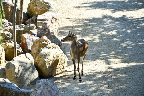 nilgai antilop, hayvanat bahçesinde boselaphus tragocamelus