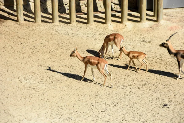 Antilope Nilgai Boselaphus Tragocamelus Dans Zoo — Photo