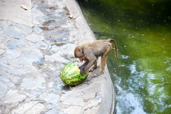 Babuino Hamadryas Papio Hamadryas Zoológico — Foto de Stock