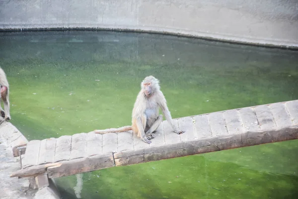 Babuino Hamadryas Papio Hamadryas Zoológico — Foto de Stock