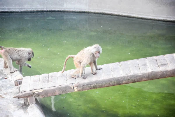 Babuino Hamadryas Papio Hamadryas Zoológico — Foto de Stock