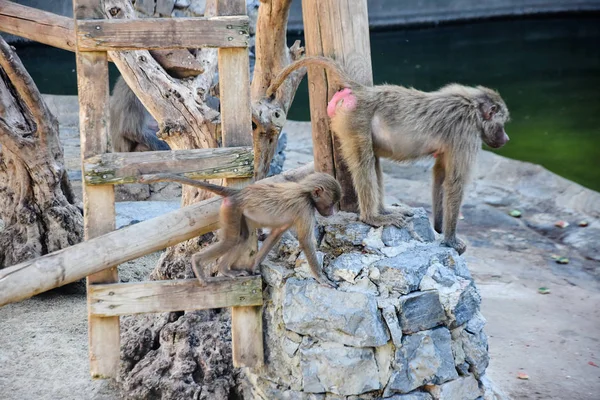 Hamadryas Babian Papio Hamadryas Ett Zoo — Stockfoto