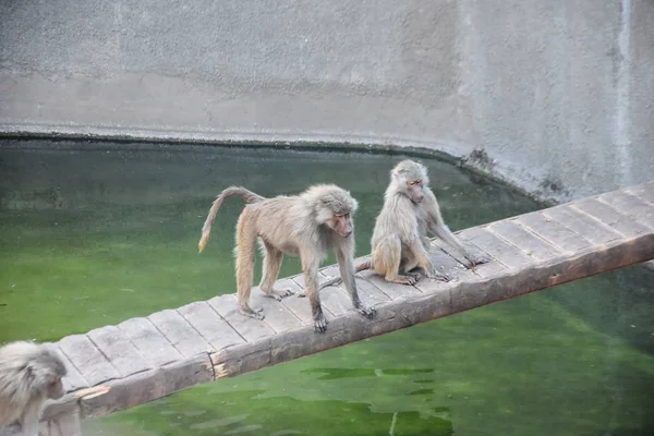 Babuino Hamadryas Papio Hamadryas Zoológico — Foto de Stock