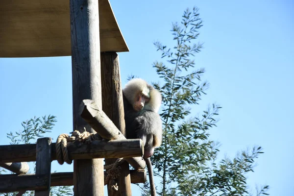 Hamadryas Babian Papio Hamadryas Ett Zoo — Stockfoto