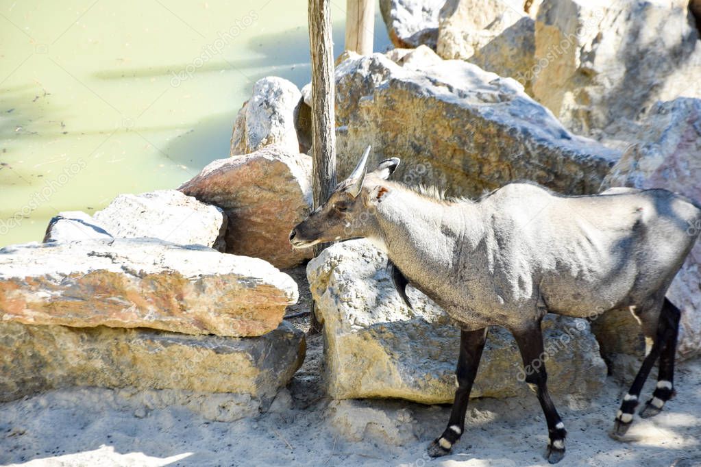 nilgai antelope, boselaphus tragocamelus in a zoo