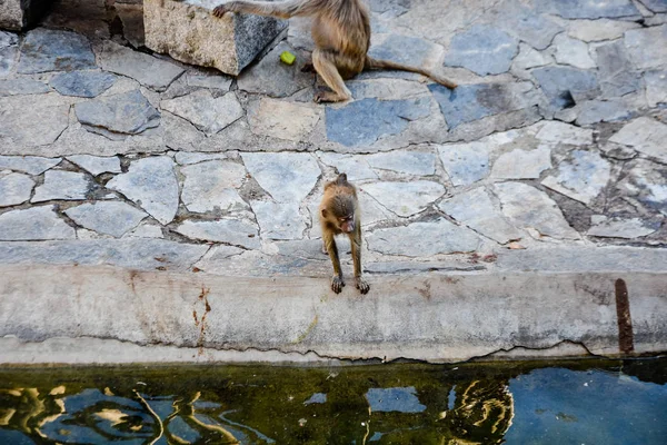 Babuino Hamadryas Papio Hamadryas Zoológico — Foto de Stock