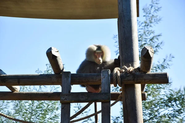 Hamadryas Babian Papio Hamadryas Ett Zoo — Stockfoto