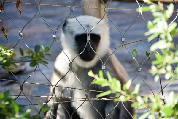 Grå Langur Eller Hanuman Langur — Stockfoto