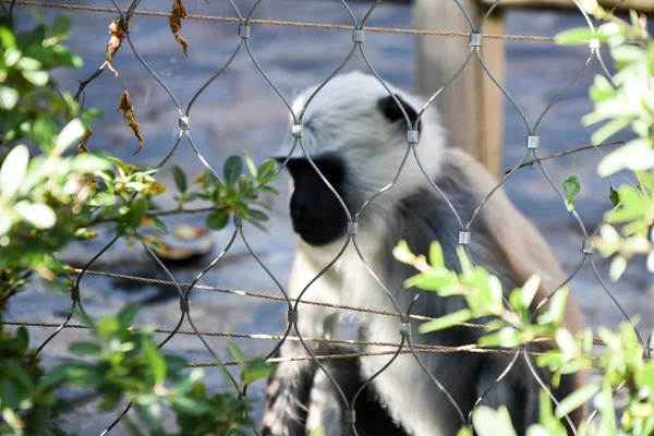 Grauer Langur Oder Hanuman Langur — Stockfoto