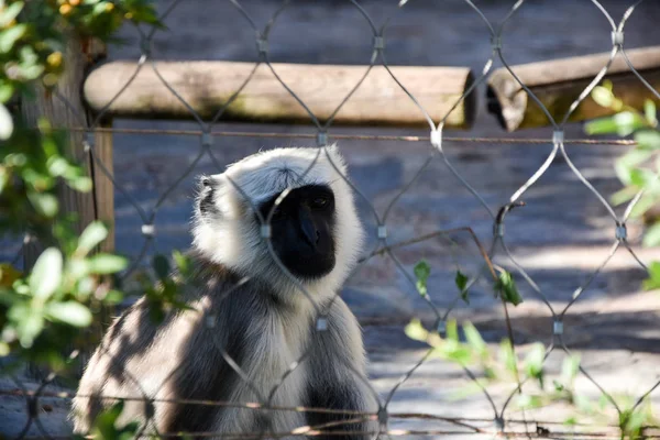 Grå Langur Eller Hanuman Langur — Stockfoto