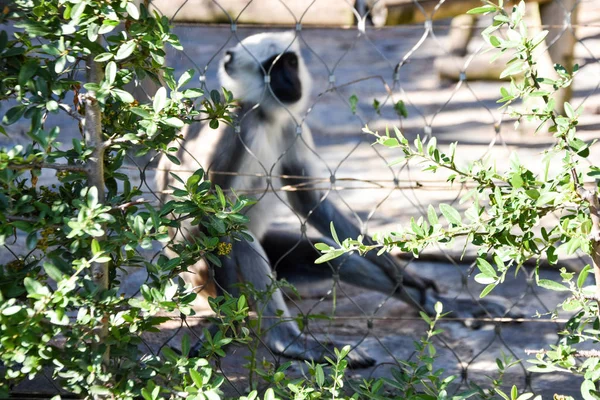 Langur Szary Lub Hanuman Langur — Zdjęcie stockowe