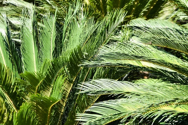 Lush tropical foliage. tropical background