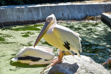 hayvanat bahçesinde pelecanus onocrotalus