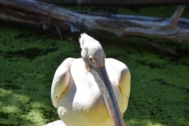 hayvanat bahçesinde pelecanus onocrotalus