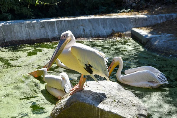 Pelecanus Onocrotalus Zoo — Stockfoto