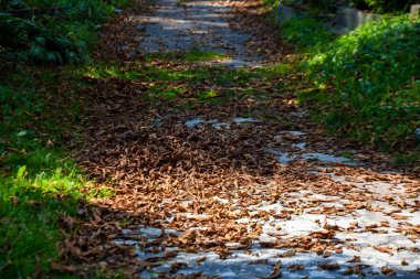 Yeşil ormanın içinden geç. doğa arka plan