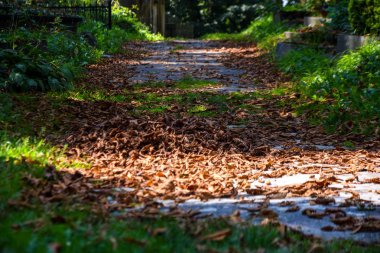 Yeşil ormanın içinden geç. doğa arka plan
