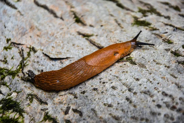 Slugs Motion Tree Stump — Stock Photo, Image