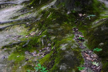 Yeşil ormanın içinden geç. doğa arka plan