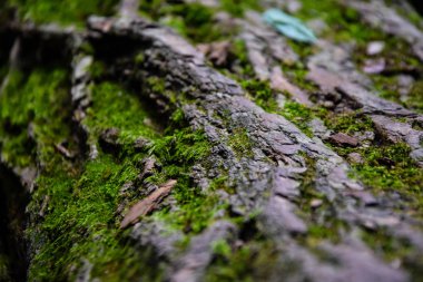 Yeşil ormanın içinden geç. doğa arka plan