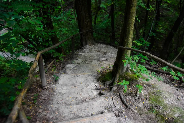 Path with stairs in a forest. Stairs in the forest