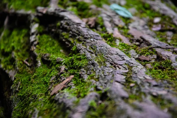 Ścieżka Przez Zielony Las Tło Przyrodnicze — Zdjęcie stockowe