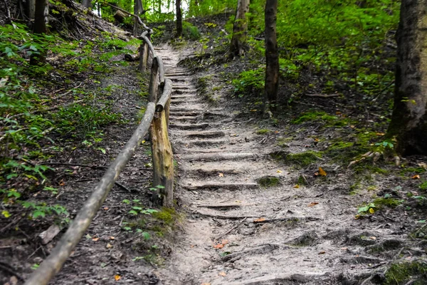 Path with stairs in a forest. Stairs in the forest