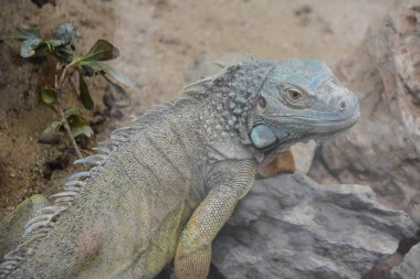 Hayvanat bahçesinde iguana. sürüngen hayvanlar
