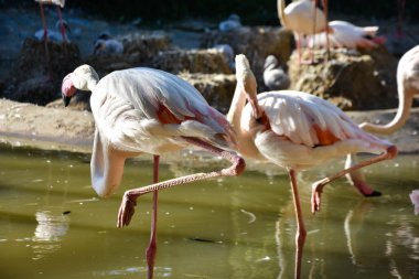 Pembe büyük kuşlar Büyük Flamingolar