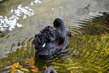 Siyah Kuğu Gölde yüzen