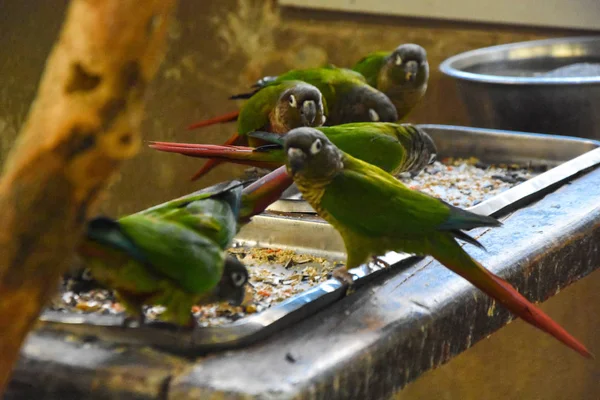 parrots eating their food. In the zoo