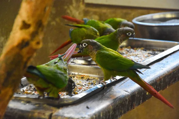 parrots eating their food. In the zoo