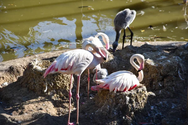 Große Rosa Vögel Größere Flamingos — Stockfoto
