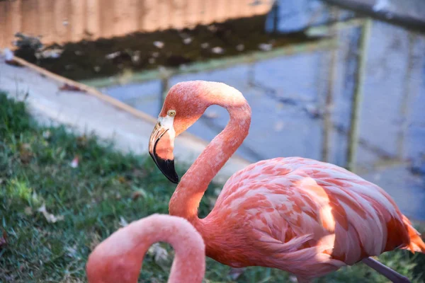 Pink Big Birds Greater Flamingos — Stock Photo, Image