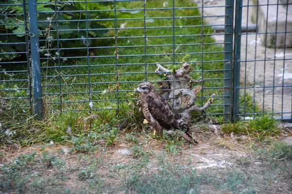 Birds Prey Zoo — Stock Photo, Image