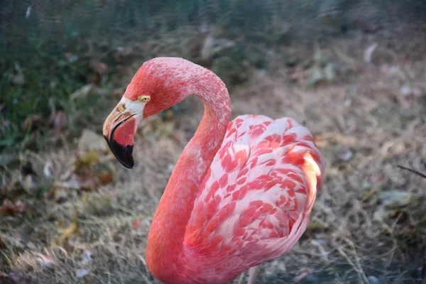 Große Rosa Vögel Größere Flamingos — Stockfoto