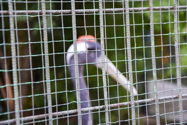 Bird Cage Selective Focus Bird Silhouette — Stock Photo, Image