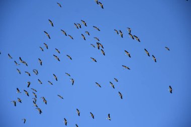 stork migration. blue sky background