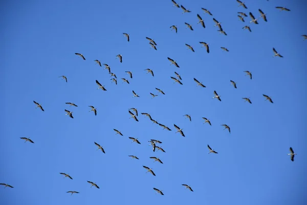 Stork Migration Blue Sky Background — Stok fotoğraf