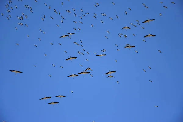 Stork Migration Blue Sky Background — Stockfoto