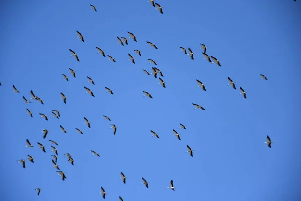 Migration Des Cigognes Fond Bleu Ciel — Photo