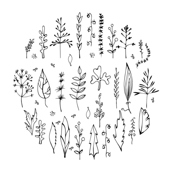 Ensemble Branches Dessinées Main Des Éléments Plantes Dans Cercle Isolé — Image vectorielle