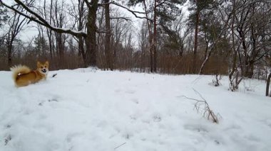 Komik köpek çalışır ve yavaş hareket kar topu için atlar. Galce Corgi Pembroke outdors kışın