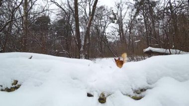 Komik köpek topun ağır çekimde karlı ormandaki için çalışır. Galce Corgi Pembroke outdors kışın